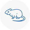 Rat Control Shevington