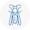Shevington Wasp Nest Removal